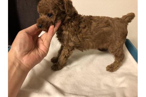 成約済の愛媛県のトイプードル-53355の2枚目